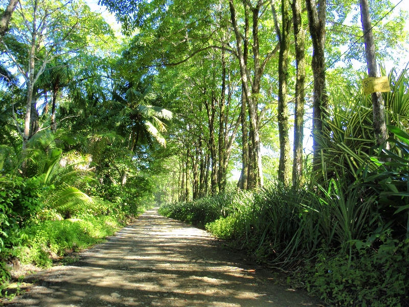 Dirt road through the jungle to Pavones