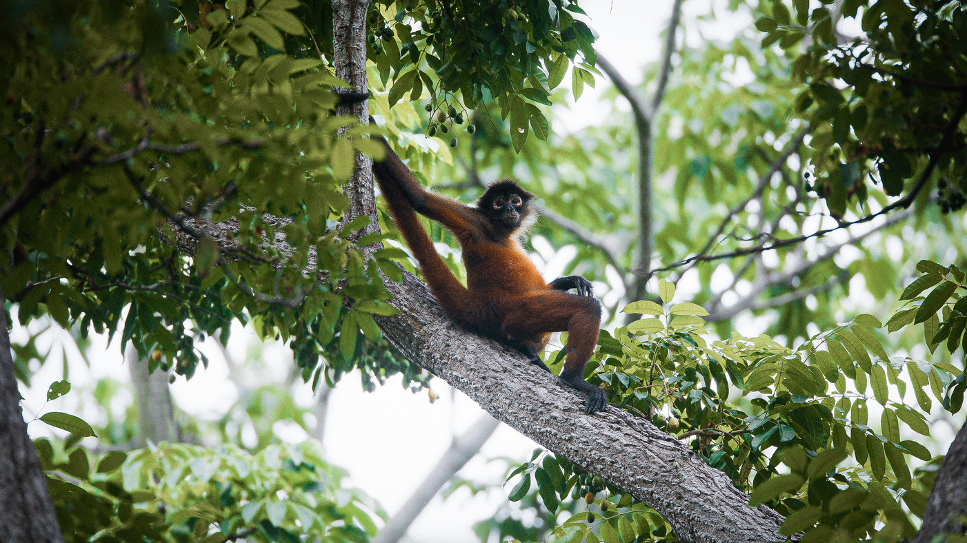 Wildlife encounters in Costa Rica